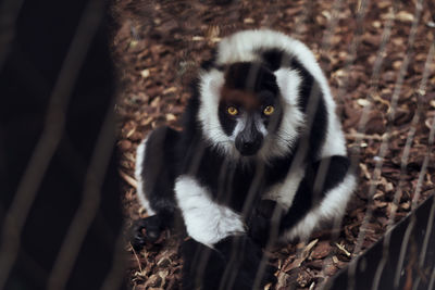 High angle view of lemur in cage at zoo