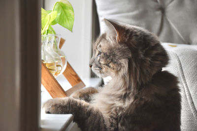 Close-up of cat looking out window