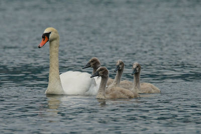 Close-up of swan swimming in lake