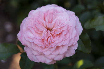 Close-up of pink rose