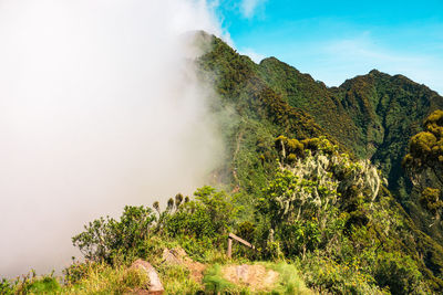 Mount sabyinyo covered by fog in the mgahinga gorilla national park, virungas region, uganda