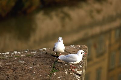 Close-up of seagull perching