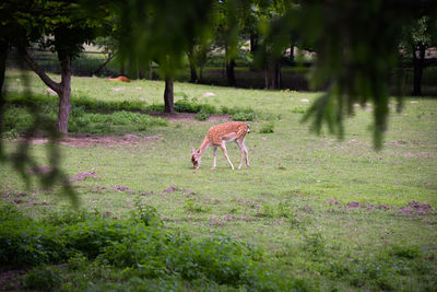 Deer in a field