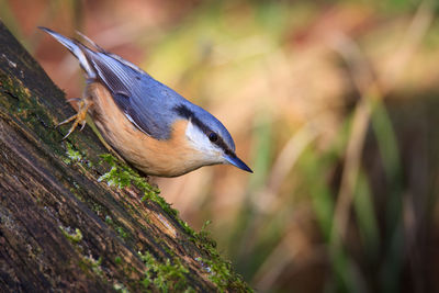 Close-up of bird perching on wood