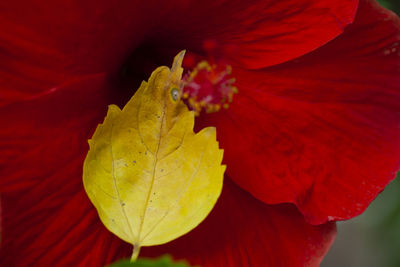 Close-up of red maple leaves