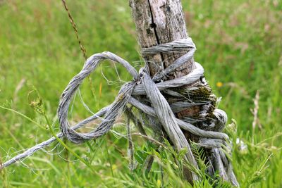 Close-up of rope tied on wooden post
