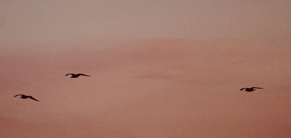 Low angle view of birds flying in sky