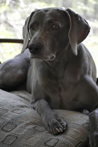 Close-up of dog looking away