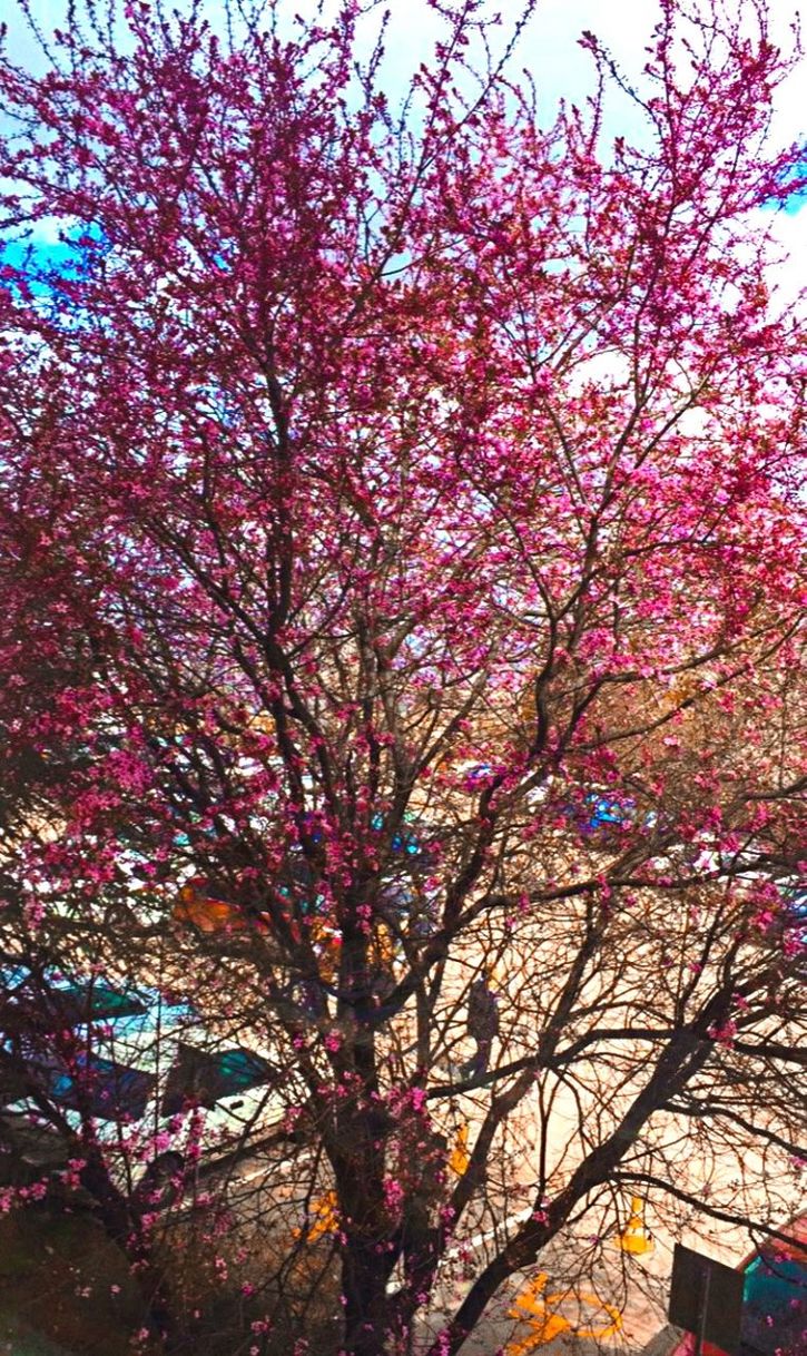 tree, flower, plant, flowering plant, branch, growth, pink color, low angle view, beauty in nature, blossom, nature, springtime, freshness, no people, fragility, sky, cherry blossom, cherry tree, day, vulnerability, outdoors, spring