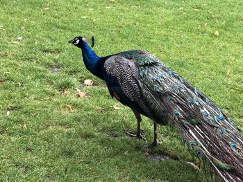 High angle view of peacock