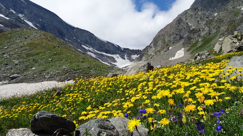 Yellow flowers blooming on field by mountains