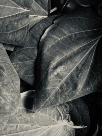 Full frame shot of leaves