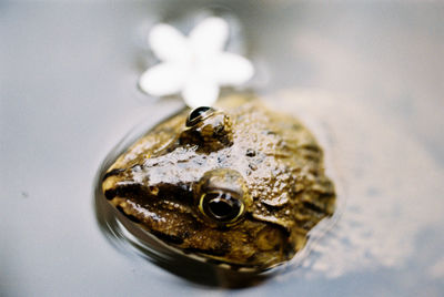 Close-up of frog in metal