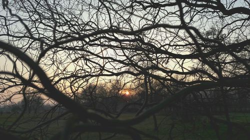 Low angle view of tree against sunset sky