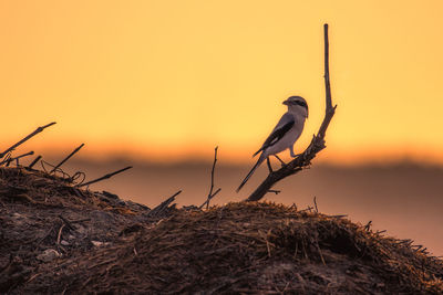 Bird perching on nest against sky during sunset