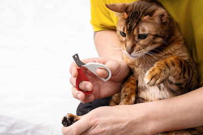 Man shearing cat's claws at home, close-up. mens hand hold scissors for cutting off cat's claws.