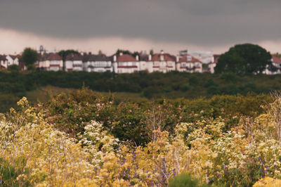 Plants growing on field by buildings against sky