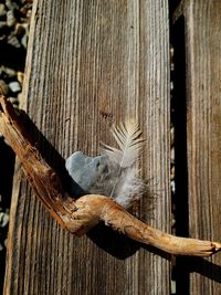 Close-up of bird on wooden fence