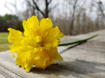 Close-up of yellow daffodil