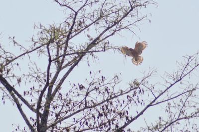 Low angle view of bird flying in the sky