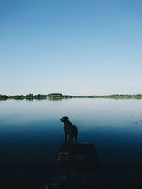 Dog standing in lake against clear sky