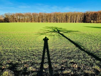 Shadow of tree on field