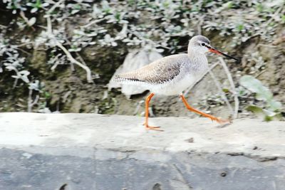 Close-up of heron perching on ground