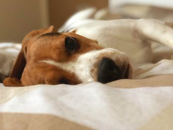 Close-up portrait of dog relaxing on bed at home