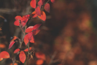 Close-up of maple tree during autumn