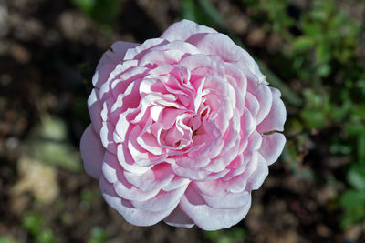 Close-up of pink rose blooming outdoors