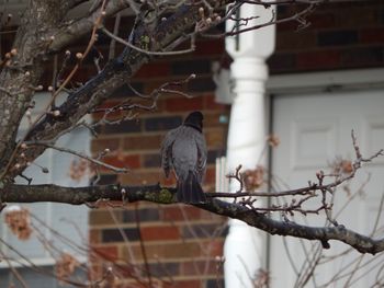 Low angle view of bird perching on branch