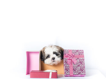 Portrait of dog against pink background