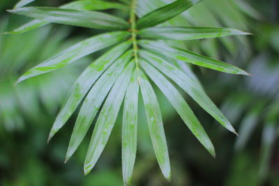 Close-up of wet plant leaves