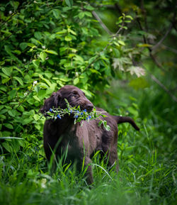 Close-up of a dog on field