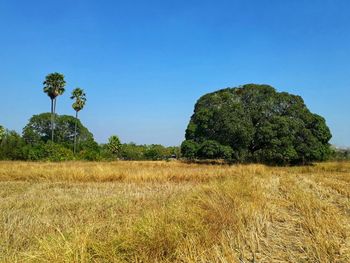 Trees on field against clear blue sky