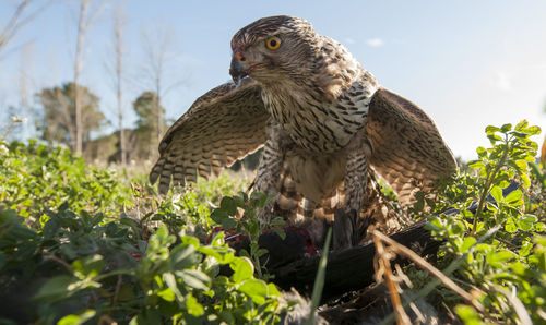 Close up of an animal