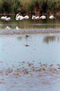 Flock of birds on the lake