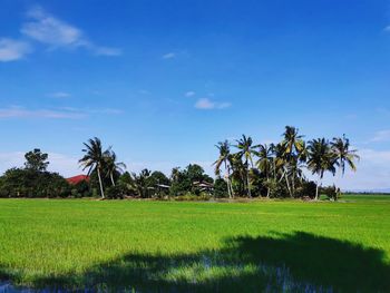 Scenic view of agricultural field against blue sky