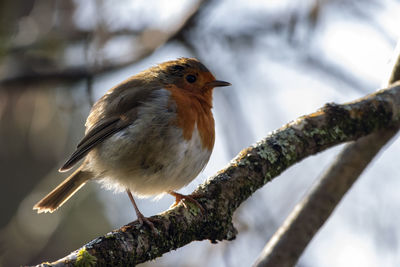 A close-up of a plump winner robin redbreast, perched on a branch.