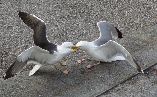 High angle view of seagull flying