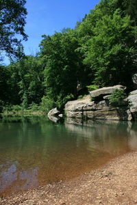 Scenic view of lake against trees in forest