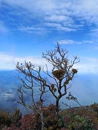 Flowering plant against blue sky