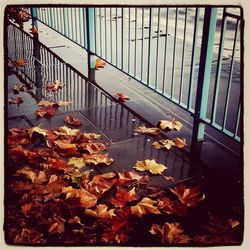 Close-up of maple leaves on railing