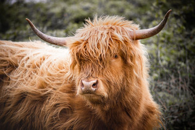 Close-up of cow