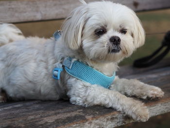 Close-up portrait of white puppy