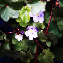 Close-up of flowers blooming outdoors