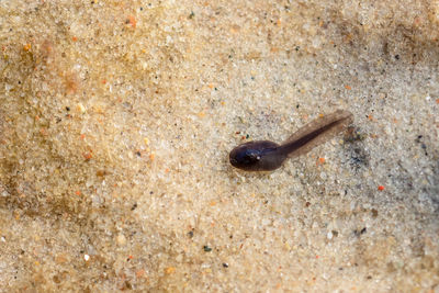 High angle view of crab on sand