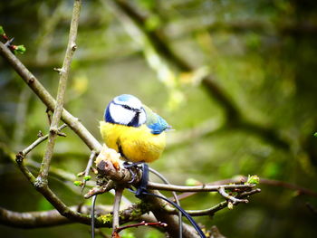 Close-up of bird perching on branch