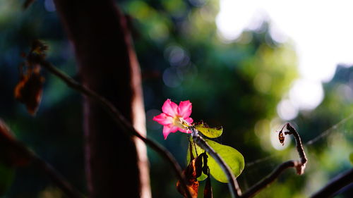 Close-up of pink flowering plant