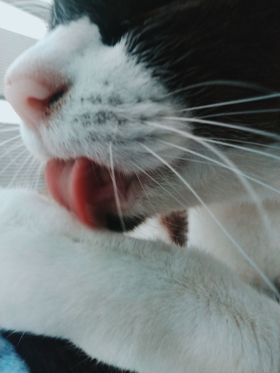 CLOSE-UP OF A CAT